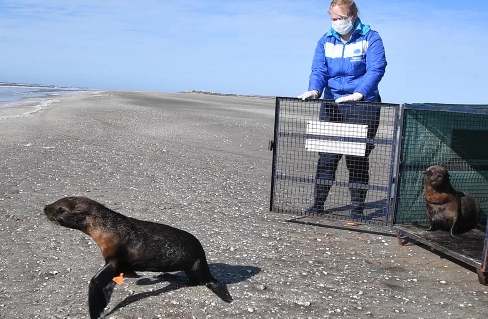 Un envoltorio plástico hirió gravemente un lobo marino en Punta Médanos