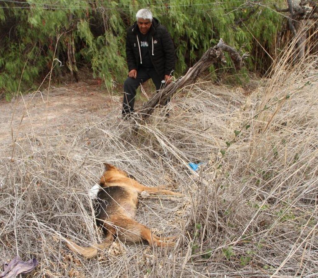 En abril de 2018 en el departamento Pocito hallaron 30 animales muertos. El caso fue denunciado en la policía.