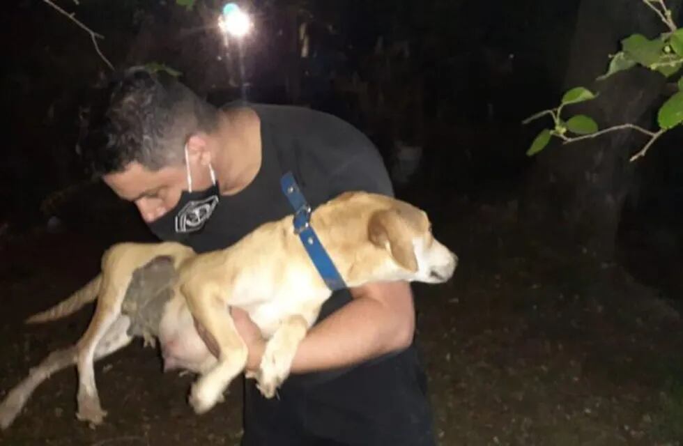 Bomberos rescatan a un perrito que había quedado atrapado en un desagüe (Policía de Santa Fe)