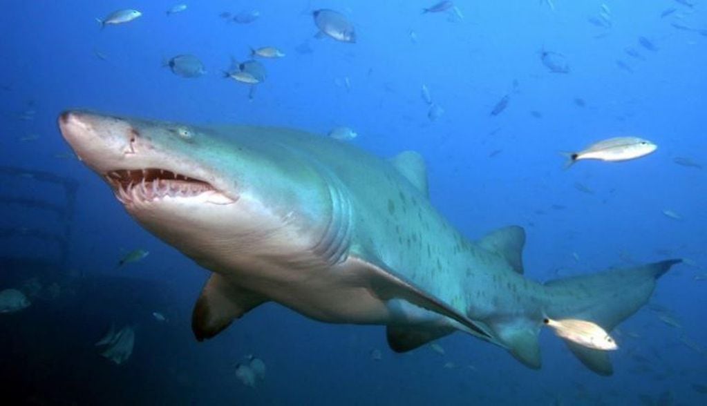 Un ejemplar del tiburón bacota fue avistado en las orillas de una playa de Santa Clara del Mar.