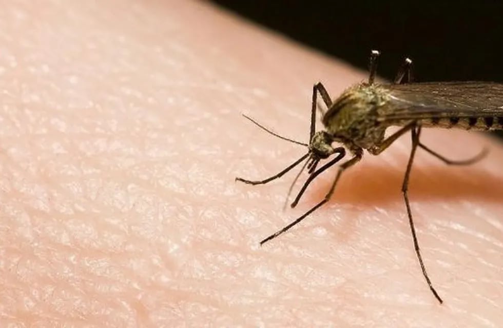 Se realizarán operativos con el fin de prevenir contra el dengue en Santiago.