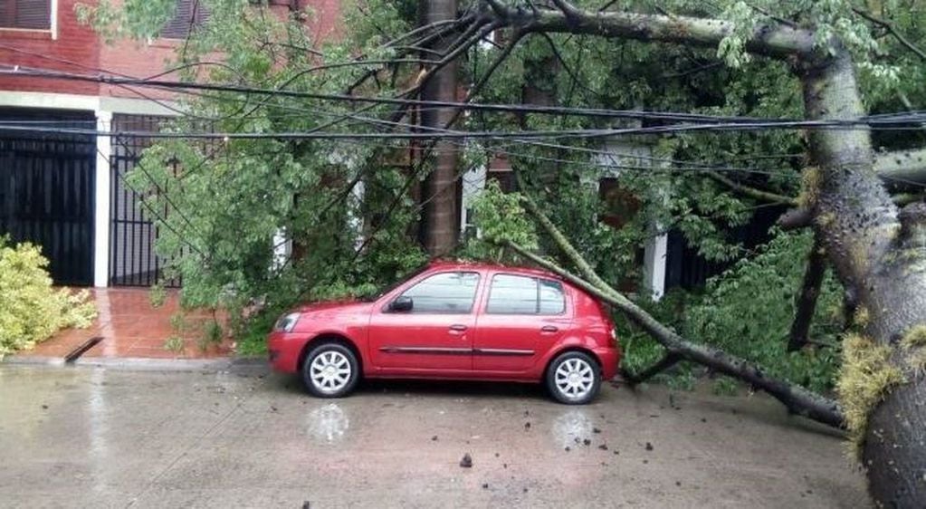 Cayó un árbol y dejó a un barrio entero de Corrientes sin luz. (Foto: Radio Sudamericana)