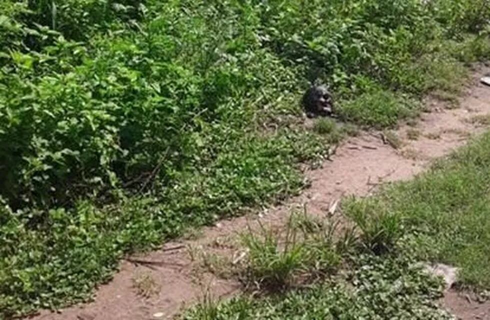 Cráneo hallado en Palma Sola, Jujuy