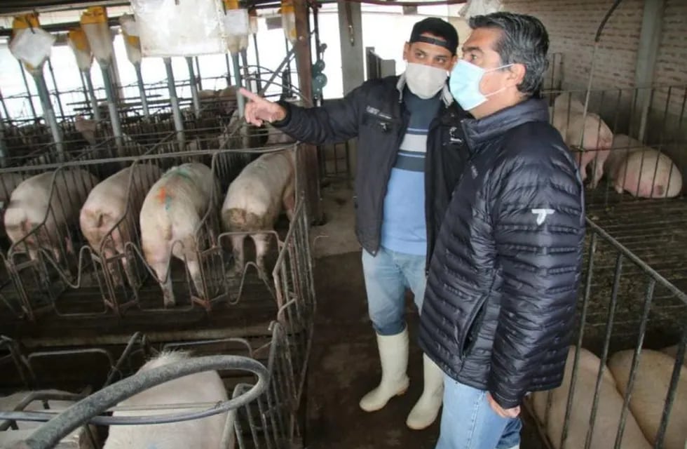 Capitanich visitando una granja porcina en la localidad chaqueña de Quitilipi (Foto: Gentileza Prensa Casa de Gobierno del Chaco)