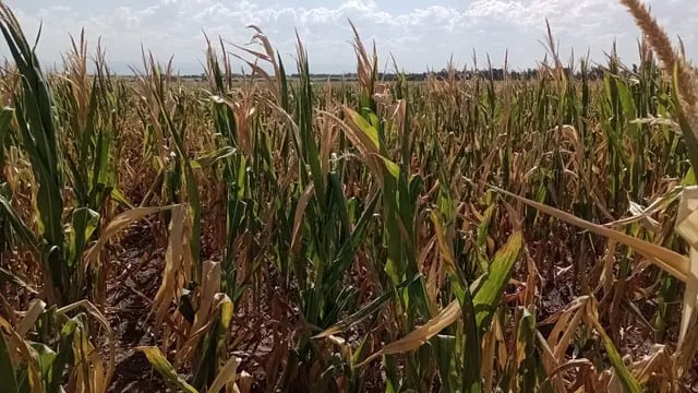 CAMPAÑA 2022/2023. Los cultivos de córdoba afectados por la sequía.