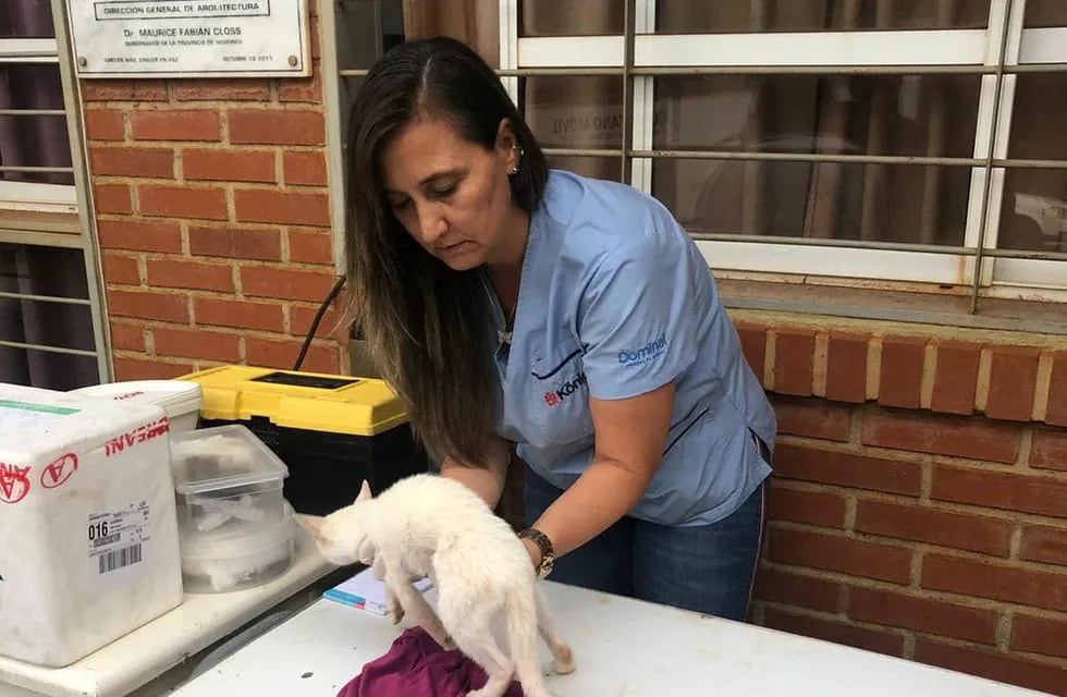 Exitosa jornada de castración de mascotas en Puerto Iguazú.