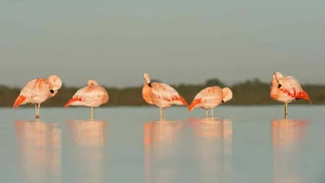 Hoy se registran más de 350 especies de aves en la laguna. (Turismo de Miramar)