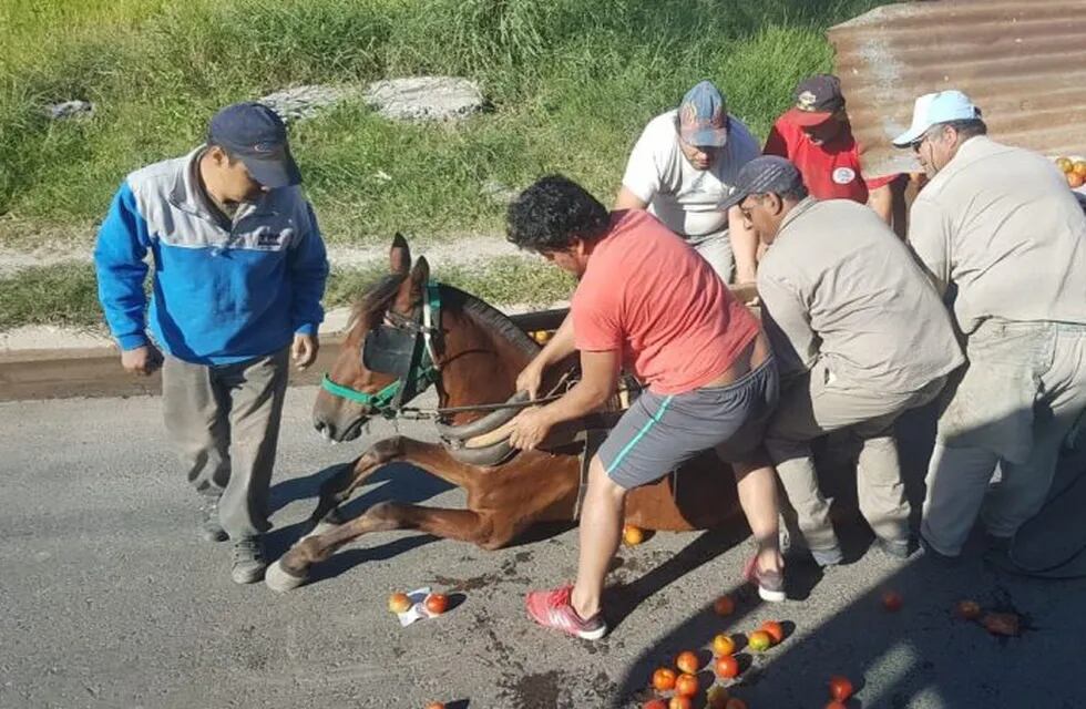 Duro cuestionamiento a las medidas destinadas a la eliminación de la tracción a sangre. (Web).