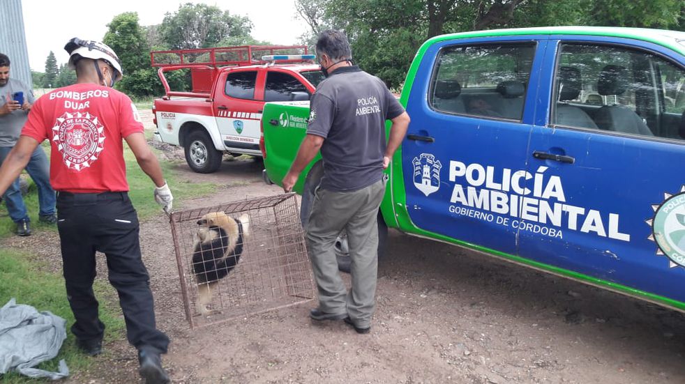 Rescate de oso melero en Córdoba. (Policía de Córdoba)