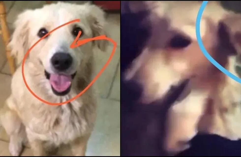 En las redes sociales circulan una gran cantidad de hipótesis sobre Uma y si realmente es el perro agredido del video.