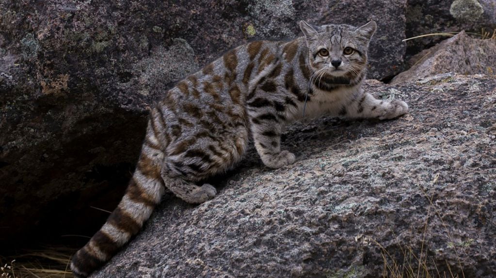 El gato andino está entre los cinco felinos más amenazados del mundo y está catalogada como amenazada de extinción en Argentina.