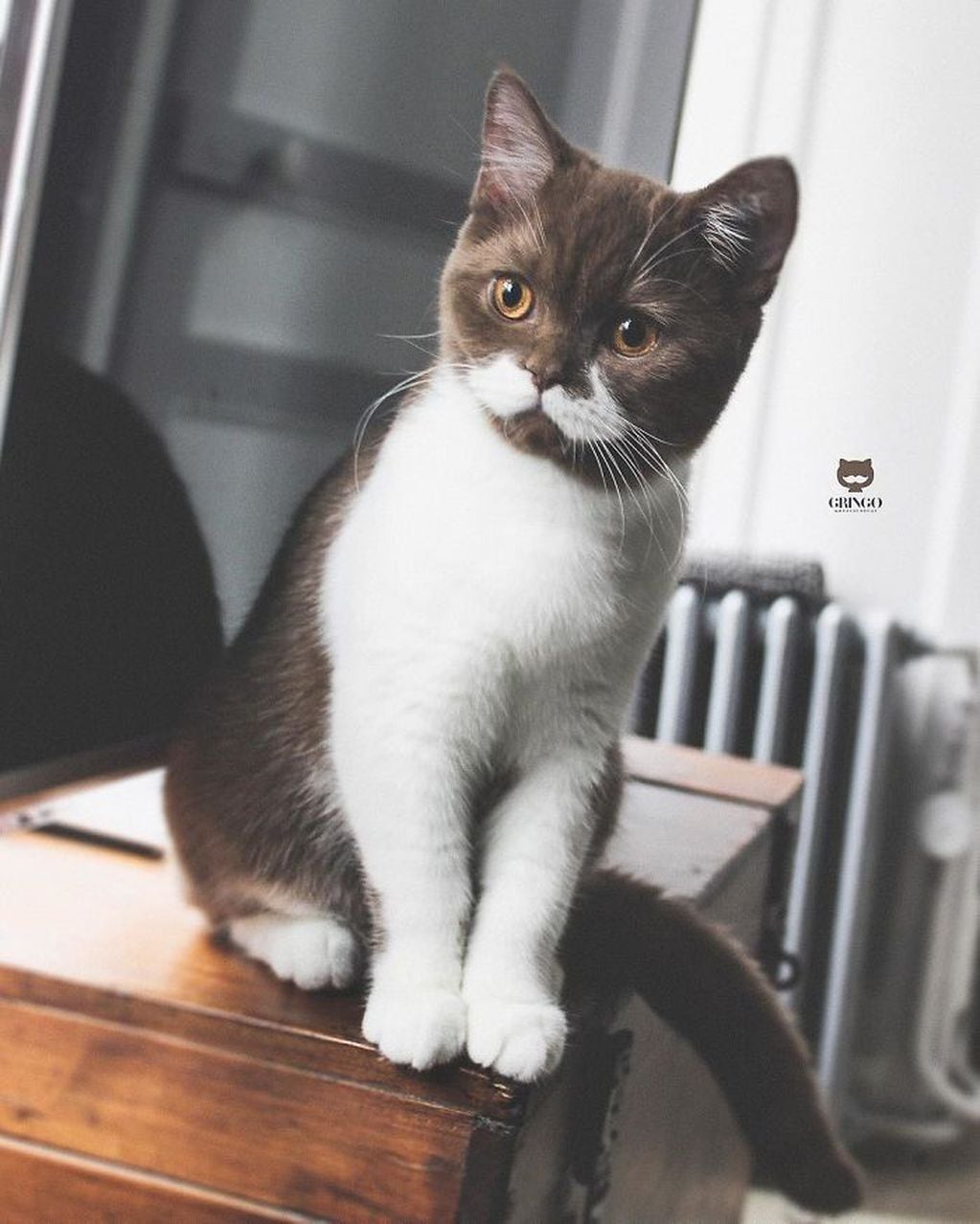 Fue adoptado desde los tres meses. (Instagram/@gringomoustachecat)