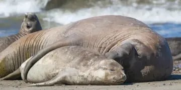 Elefantes marinos - Gripe Aviar