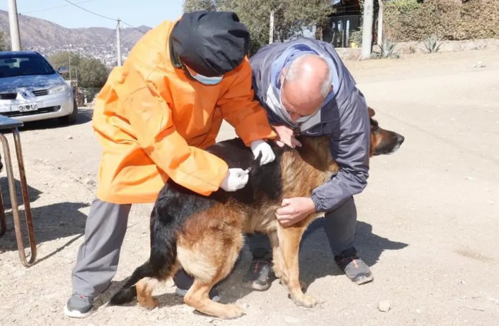 Más de 6700 perros y gatos fueron vacunados en Carlos Paz. (Foto: prensa municipal).