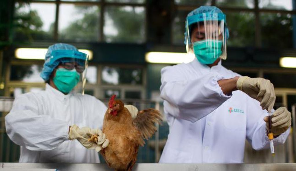 Nuevo brote de gripe aviar en Corea del Sur tras declararse su erradicación
