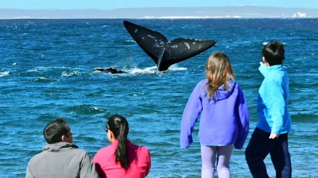 Tras el censo, Luis Pereyra caminó hasta la costa de Puerto Madryn y vio a las primeras ballenas de la temporada.