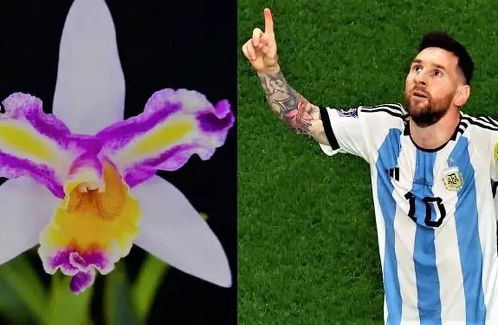 Obereño le puso el nombre de Lionel Messi a una orquídea híbrida.