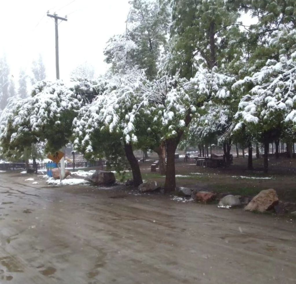 Nieve Manzano Histórico