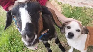 Una cabra de Neuquén es furor en Tik Tok por sus graciosos videos