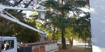 Bromatología combatió y retiró dos nidos de camoatíes del Geriátrico Municipal de Tres Arroyos