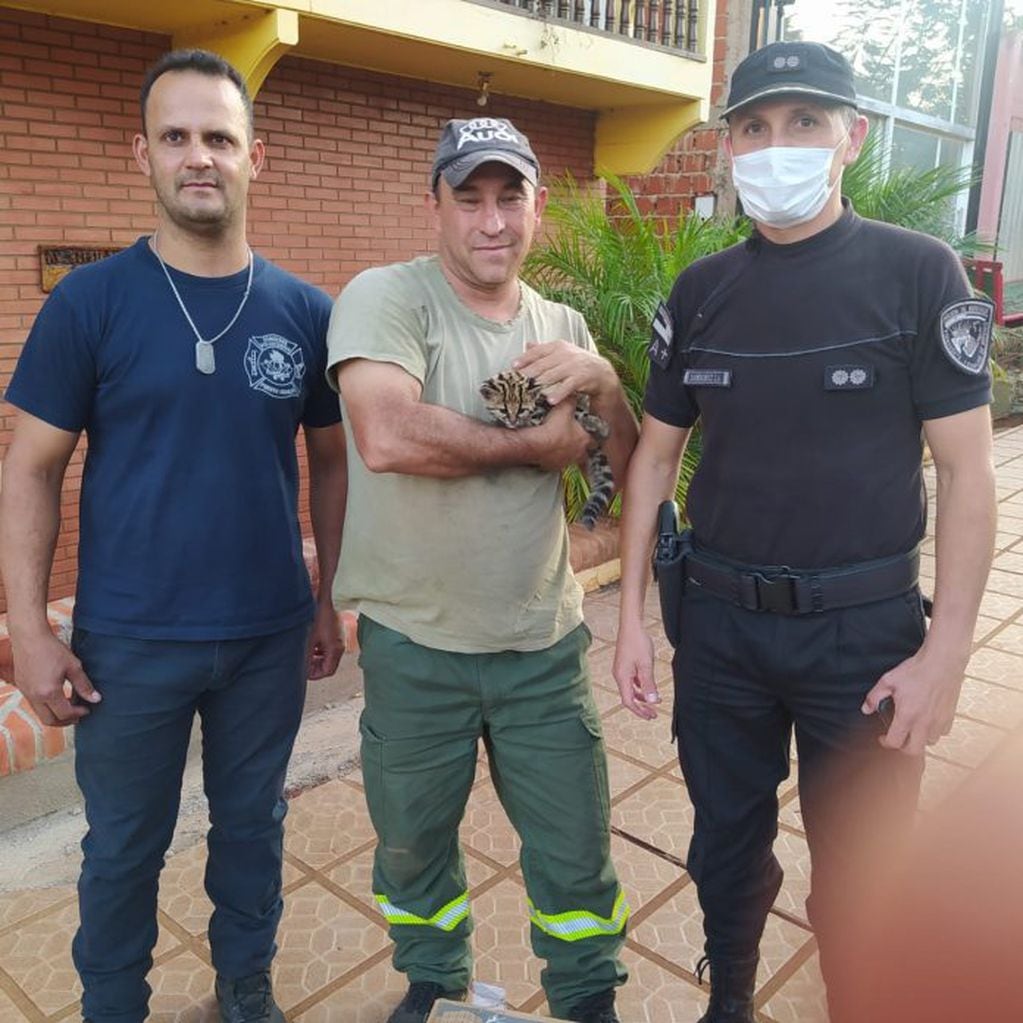 Bomberos de Puerto Iguazú rescatan a una cría de gato tirica de los incendios.