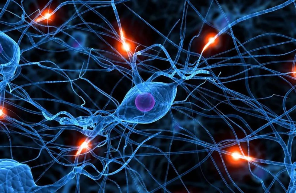 Neurociencias Cognitiva. Imagen: web.