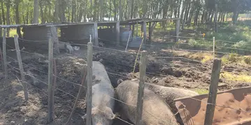Cerdos en Tandil