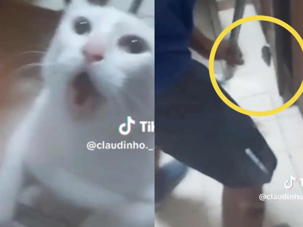 El gato que se volvió viral en TikTok por huir de cazar un ratón.