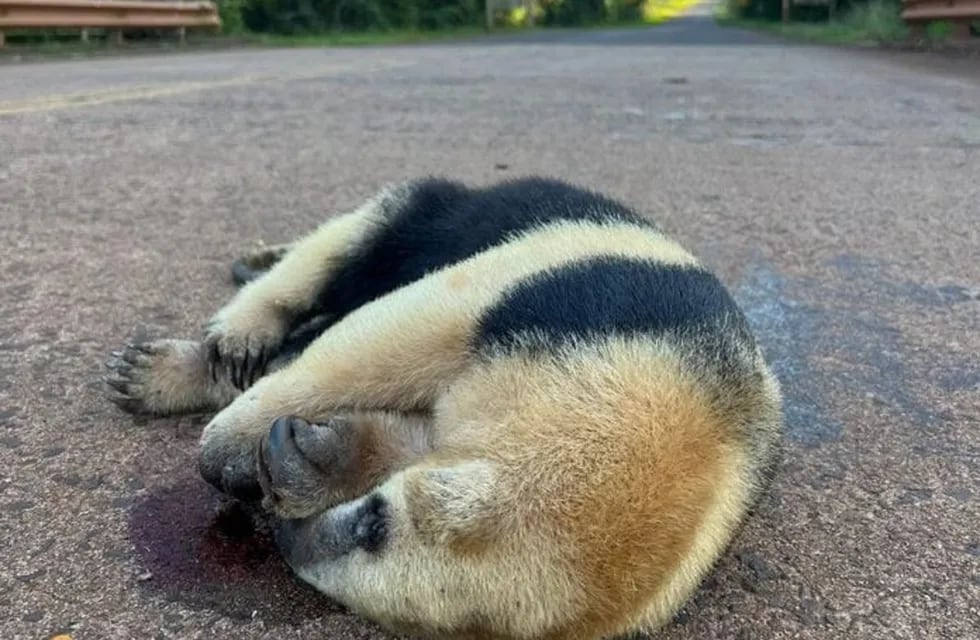 Puerto Libertad: un oso hormiguero murió atropellado en el Parque Provincial Urugua-í.