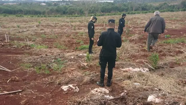Sustrajeron plantines de yerba de una chacra en Santo Pipó. Policía de Misiones