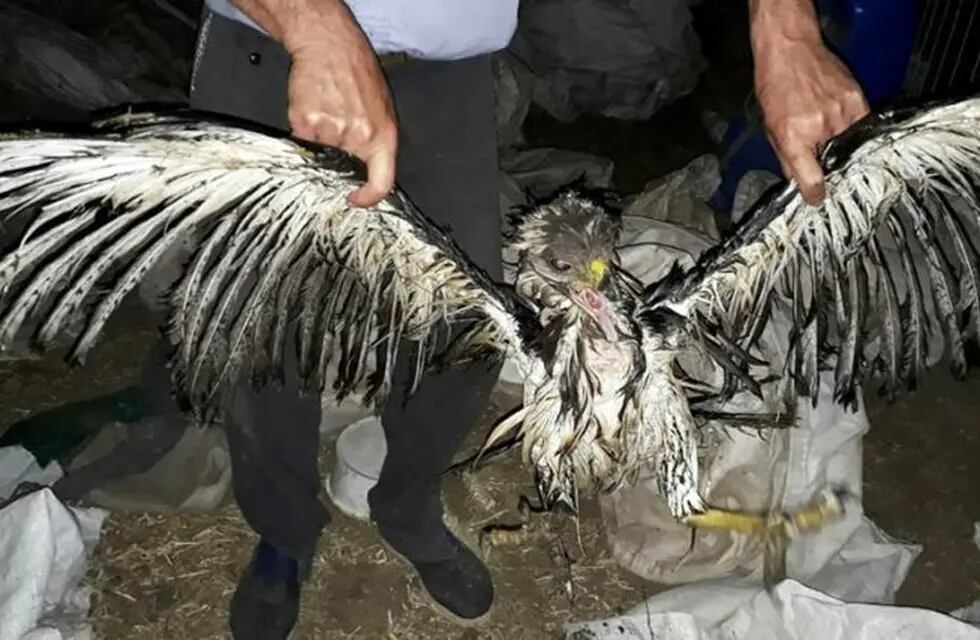 Rescataron un juvenil de Águila del Chaco de un tanque de agua en el oeste  pampeano