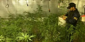 400 plantas de marihuana en un “indoor” de Rosario