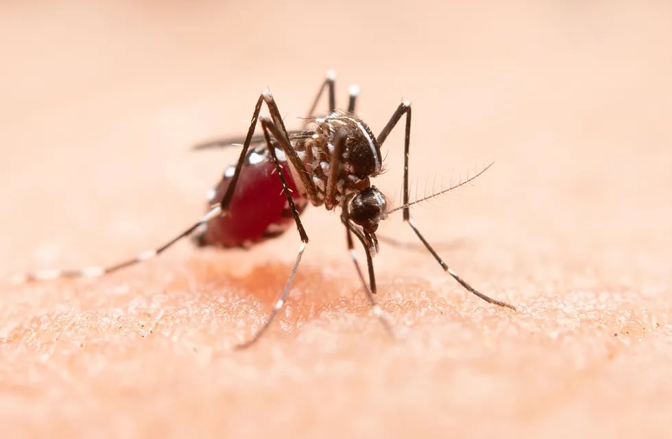El dengue es una enfermedad de tipo gripal que afecta a bebés, niños pequeños y adultos.