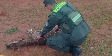 San Vicente: hallan malherido a un ciervo axis que lamentablemente falleció