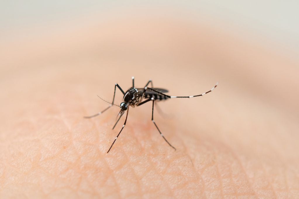La forma de identificar al mosquito es a través de sus patas: si presenta líneas blancas en ellas, se trata del mosquito del dengue.