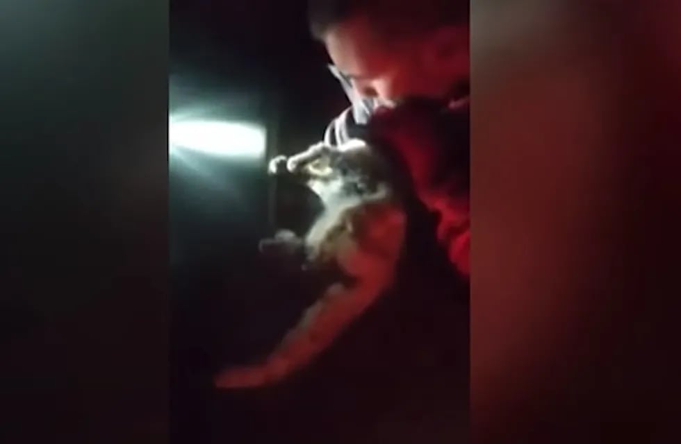 Un militar le salvó la vida a un gato en La Palma tras reanimarlo y lo adoptó.
