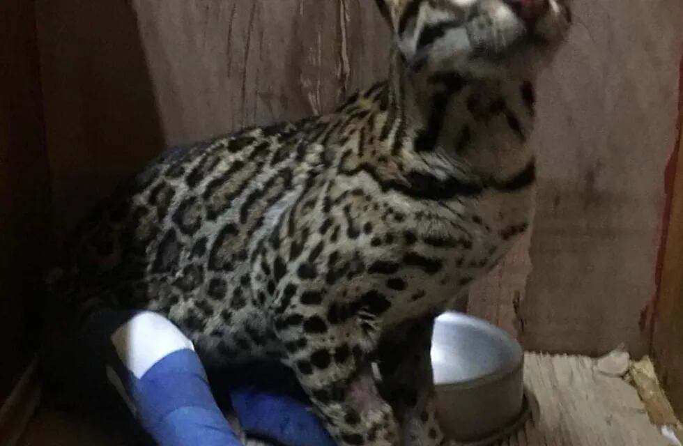 El ocelote continúa con un cuadro complicado debido a la naturaleza del golpe.