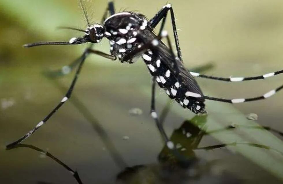 Nuevo caso de dengue autóctono en San Luis