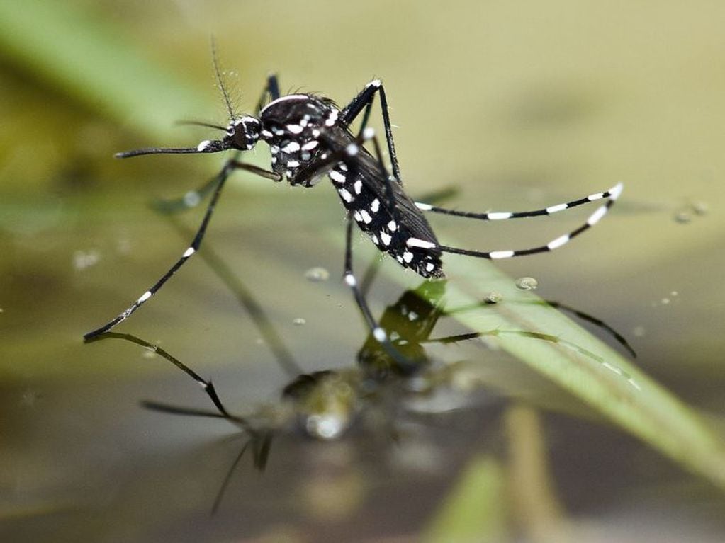 Mosquito en Agua.
Crédito: Web