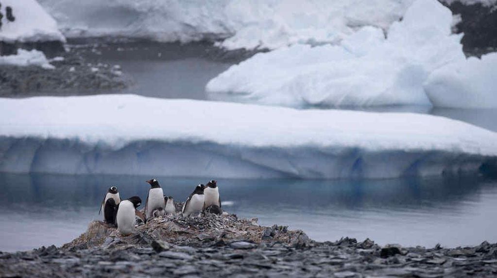 Imagen típica de la Antártida con un grupo de pingüinos Papua.