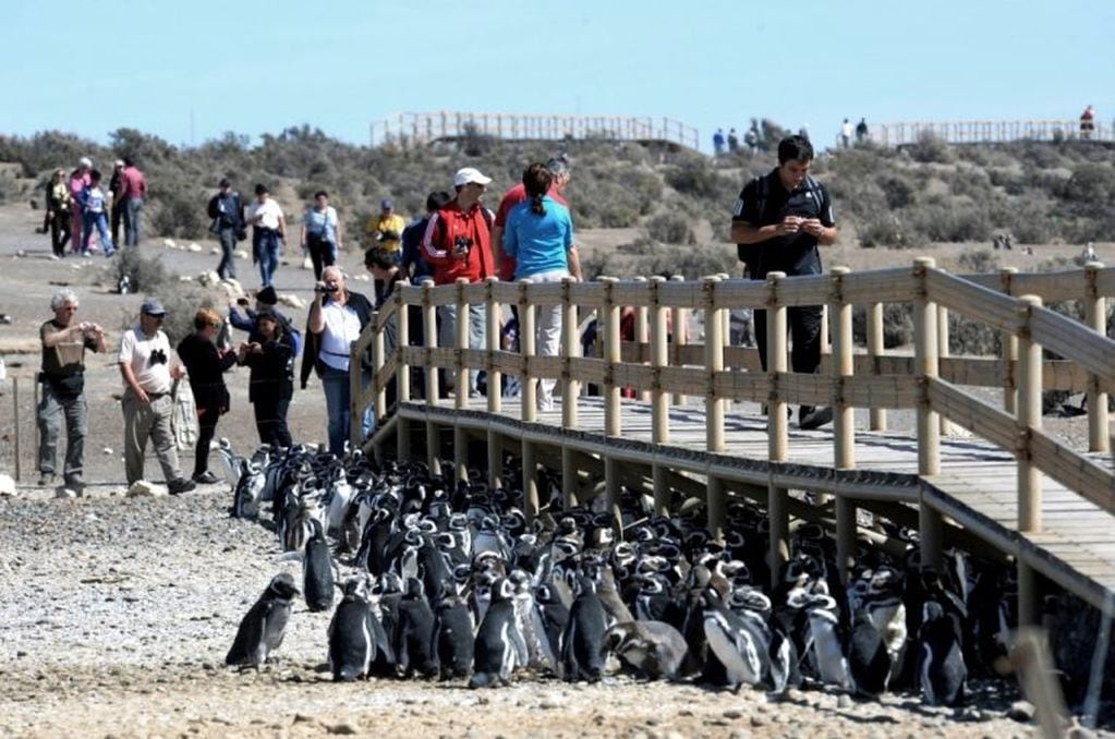 El 13/9 comenzó la temporada de pingüinos en Punta Tombo, reserva de fauna ubicada a 110 kilómetros de la capital provincial.