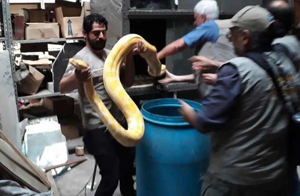 Cuatro serpientes fueron rescatadas.