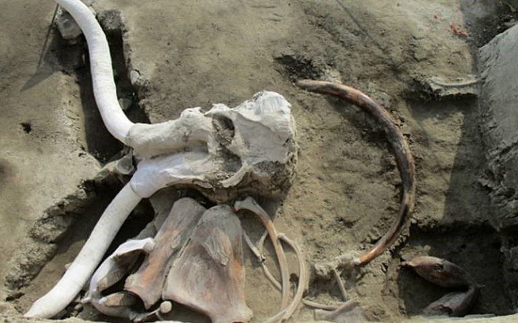 Hallan restos de mamuts en México.