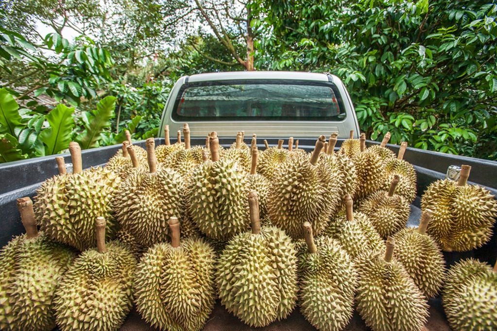 Seasonal durian fruit harvest. Pickup truck in orchard full of fresh durian, the king of fruits in Southeast Asia. Summer season. Chanthaburi, Thailand. Food culture.