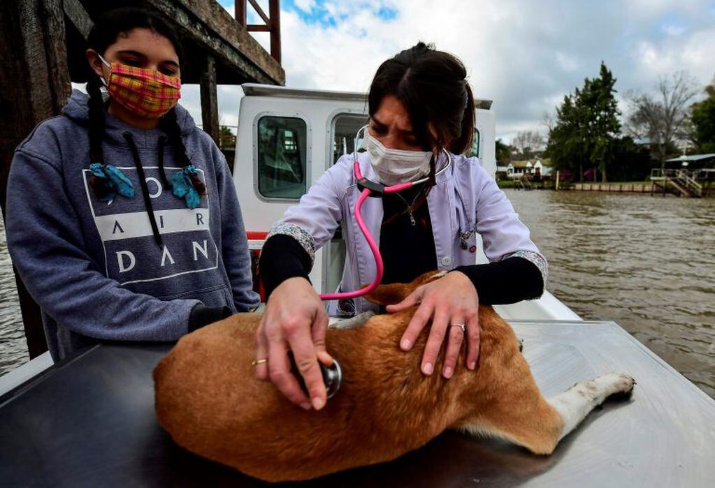 Una veterinaria trabaja en plena pandemia del coronavirus en Argentina (Foto: Ronaldo SCHEMIDT / AFP)