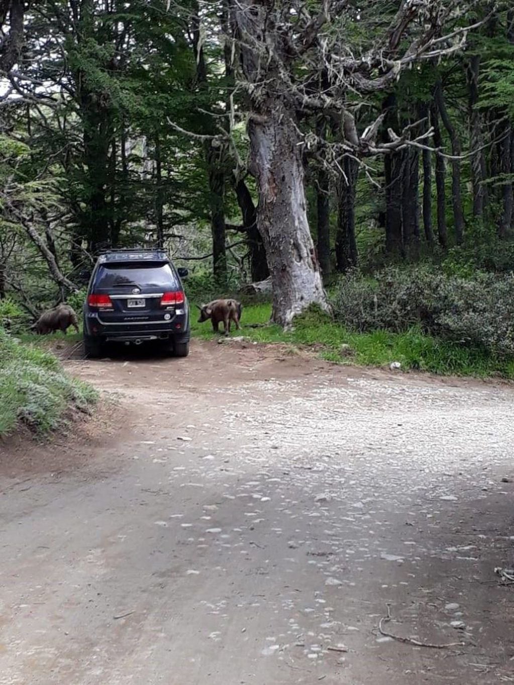 Los animales corrieron e intentaron atacar a los caminantes (bariloche2000).