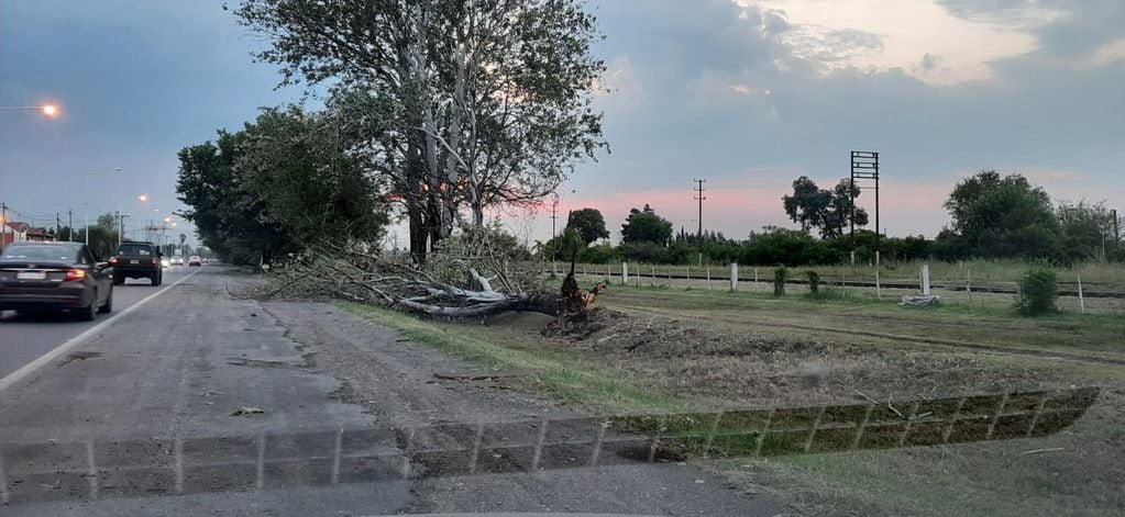 Varios árboles caídos en Pérez luego de las fuertes lluvias