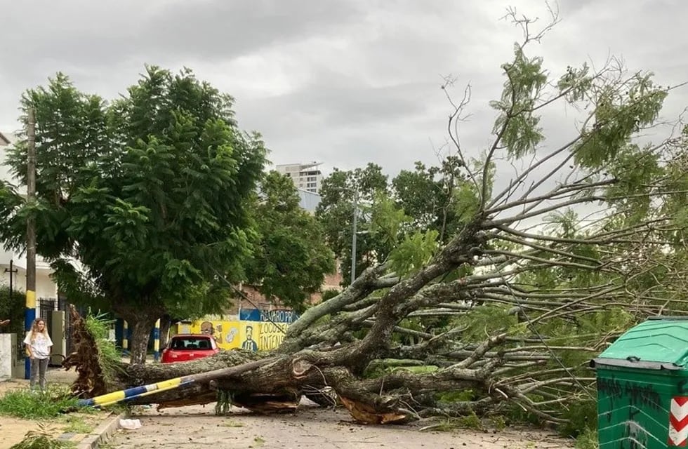 Hubo unas 400 denuncias por árboles caídos en Rosario.