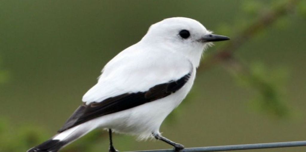 Las aves más secuestradas en Córdoba en 2017.