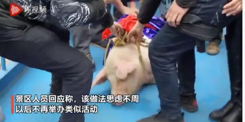 Imágenes del cerdo atado antes de ser lanzado al vacío (Foto: Captura de video)